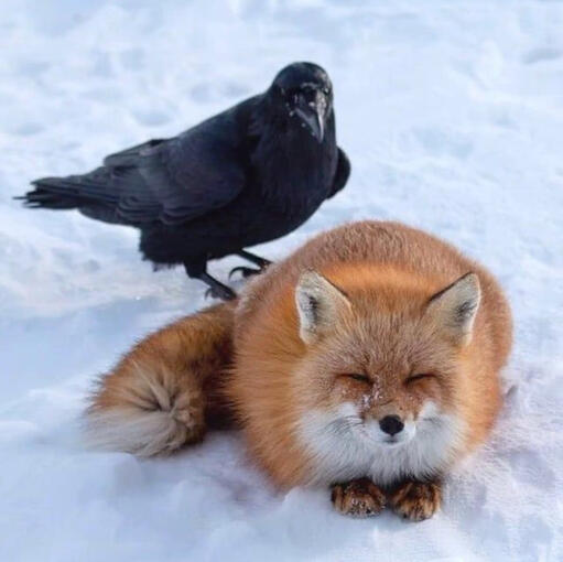 fox and crow