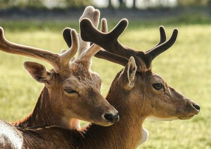 stags