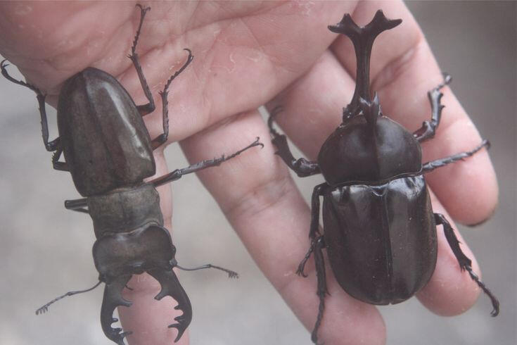 stag and rhino beetle