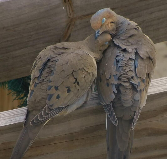 mourning doves