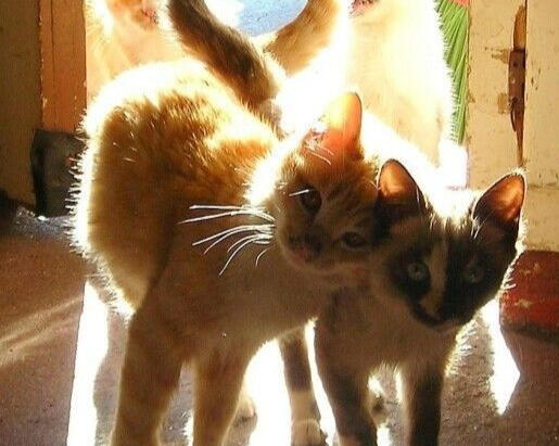 kitties
