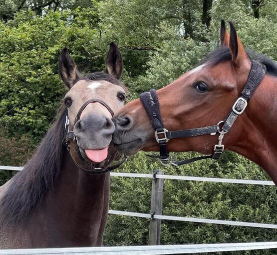 horsies
